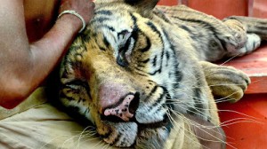 tigre