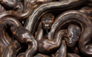 2687115745-cobras-estavam-em-caixas-de-armazenagem-de-plastico-e-em-mas-condicoes-de-saude