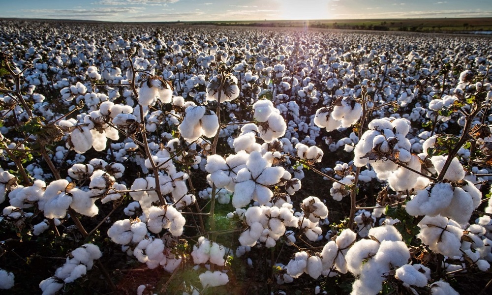 mato-grosso-ja-colhe-soja-em-meio-a-desafios-climaticos,-plantio-de-algodao-avanca