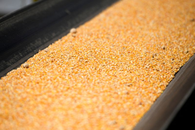 exportacoes-de-milho-da-ucrania-em-2023/24-somam-10,3-milhoes-de-toneladas