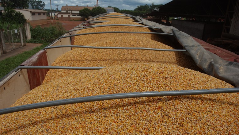 previsao-da-conab-para-safra-de-milho-2023/24-e-de-117,6-milhoes-de-toneladas