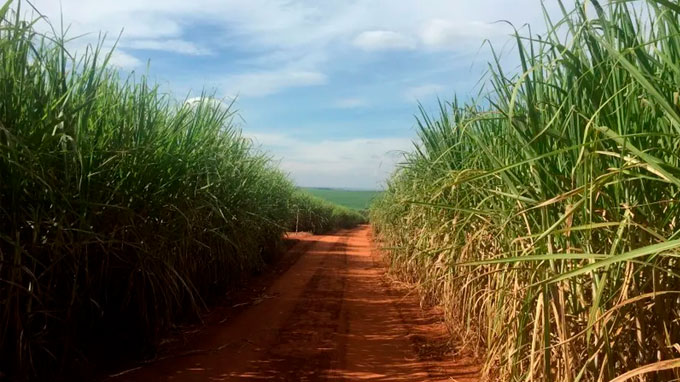 centro-sul-processa-4,87-milhoes-de-toneladas-de-cana-na-2a-quinzena-de-dezembro,-alta-anual-de-79,87%