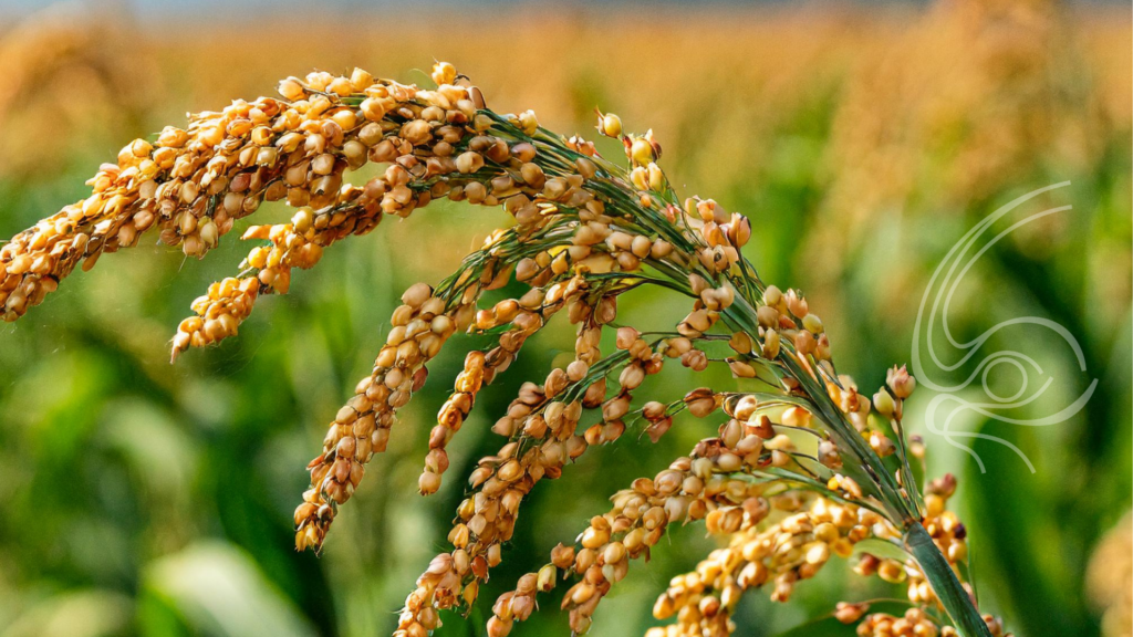 etanol-de-sorgo-deve-abrir-forte-demanda-pela-producao-do-cereal