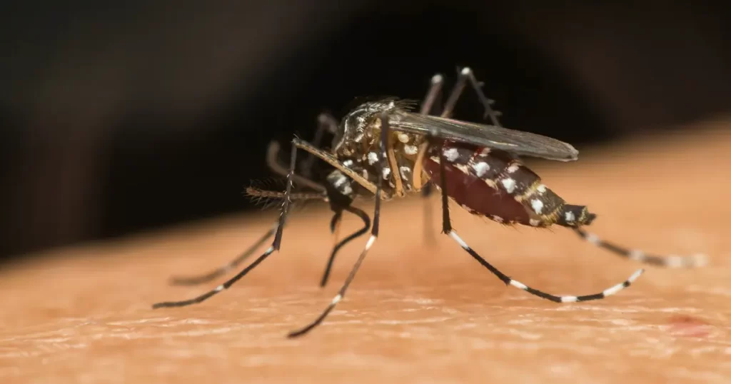 prefeitura-realizara-“dia-d”de-mobilizacao-contra-a-dengue-em-cruz-das-almas