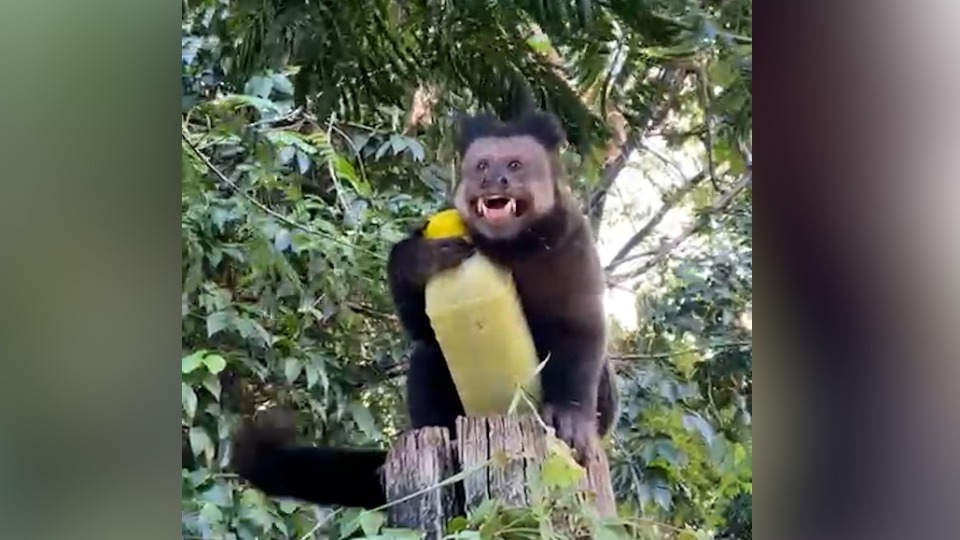mulher-tem-caldo-de-cana-‘roubado’-por-macaco-brincalhao;-veja-o-video