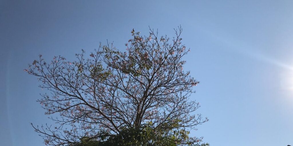 semana-inicia-em-rondonia-com-calor-e-temperaturas-de-ate-35°c;-veja-a-previsao-do-tempo