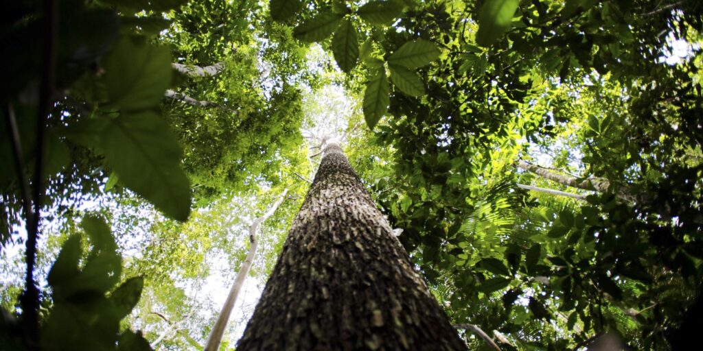 cop29-fecha-acordo-climatico-e-chefe-da-onu-critica-resultado