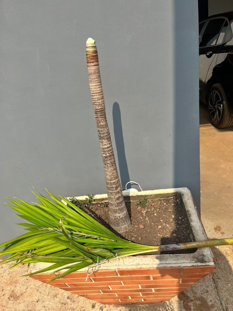 video:-mulher-e-flagrada-furtando-decoracao-natalina-de-residencia-em-porto-velho