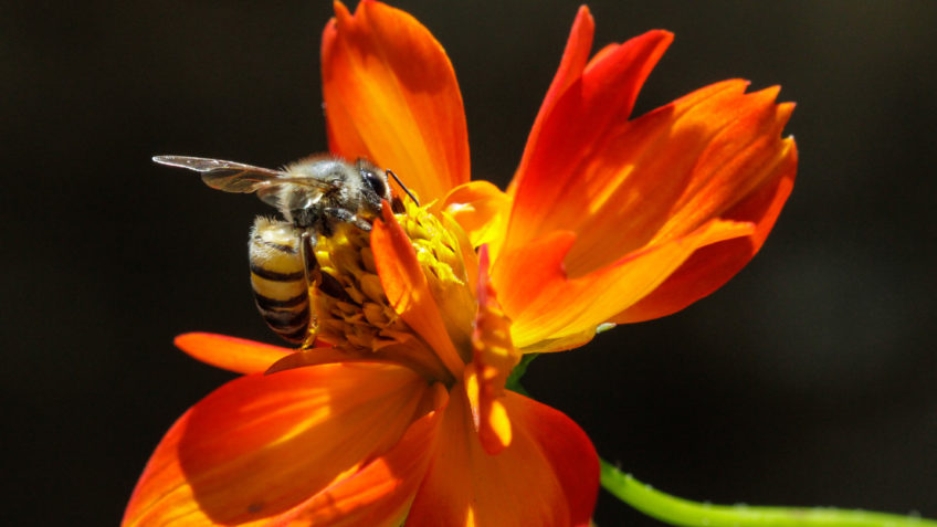 soro-contra-picada-de-abelha-entra-em-fase-final-de-teste-no-brasil