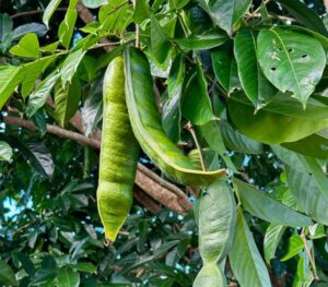 algodao-doce-da-amazonia:-conheca-a-origem-do-inga-acu-e-seus-beneficios-para-a-saude