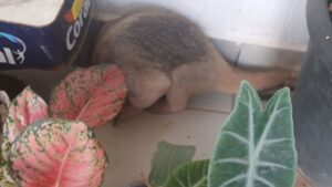 video:-tamandua-mirim-e-encontrado-dormindo-em-residencia-em-porto-velho