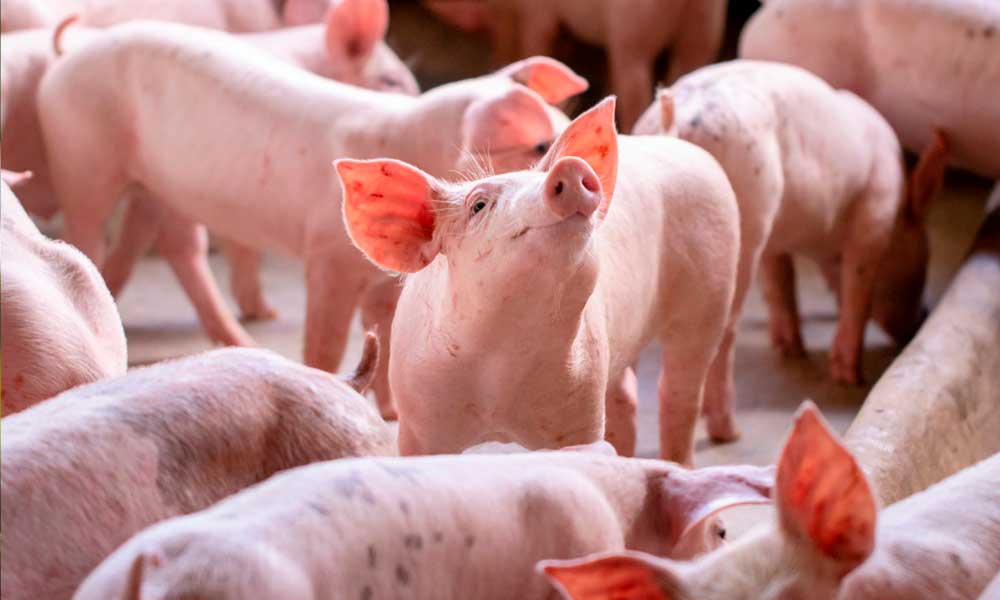suinocultura-independente:-precos,-na-maioria,-acomodados-neste-inicio-de-novembro