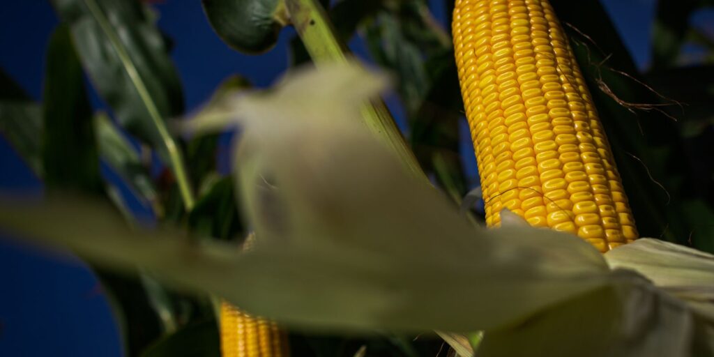 desembolso-do-credito-rural-soma-r$-186-bilhoes-em-4-meses