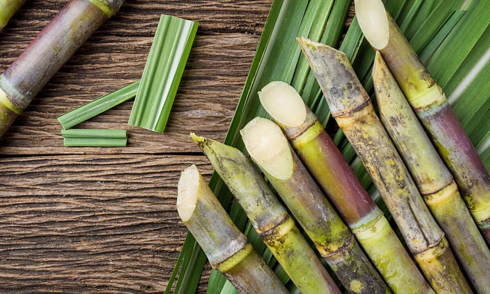 processamento-da-cana-cresce-14,06%