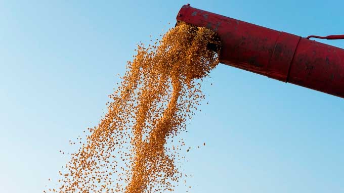 soja-inicia-semana-em-alta-na-bolsa-de-chicago-com-foco-mantido-no-clima-irregular-da-ams
