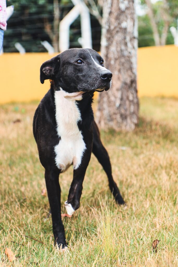 samu-pet-realiza-cerca-de-50-resgates-no-mes-e-caes-sao-tratados-no-centro-de-acolhimento-e-bem-estar-animal