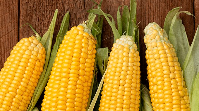 igc-aumenta-previsao-para-safra-mundial-de-milho-2023/24