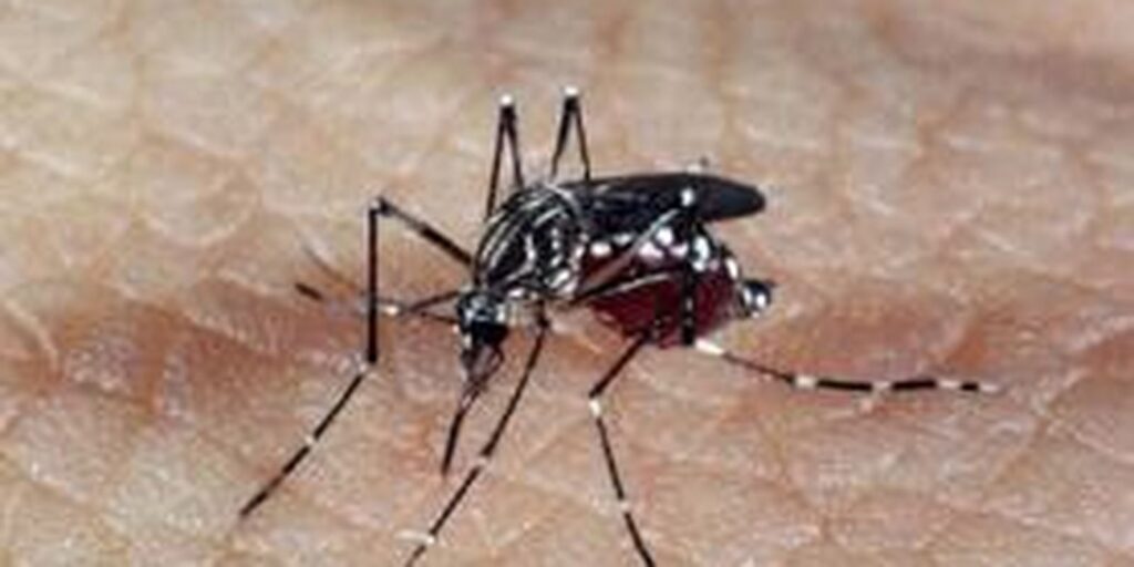 profissionais-de-saude-alertam-para-ressurgimento-do-tipo-3-da-dengue