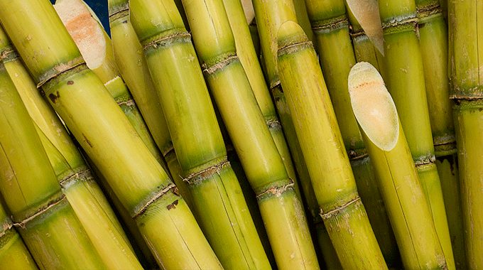 stonex:-producao-de-cana-de-acucar-no-centro-sul-deve-atingir-642,6-milhoes-de-t