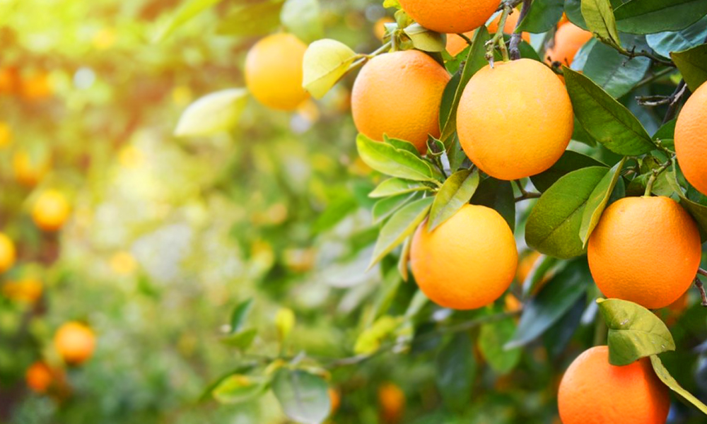 comissao-aprova-projeto-que-cria-politica-nacional-de-apoio-a-reconversao-da-citricultura