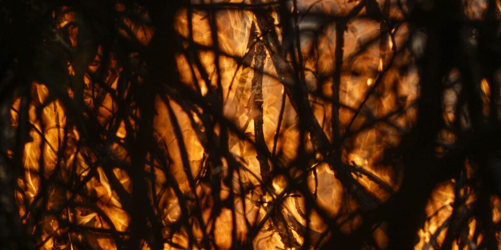 entenda-o-plano-de-transformacao-ecologica-lancado-na-cop28