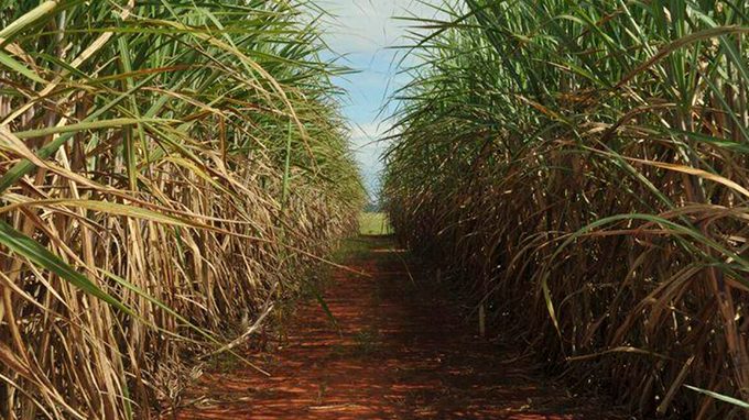 centro-sul-deve-moer-cerca-de-645-milhoes-de-toneladas-de-cana-em-2023/24
