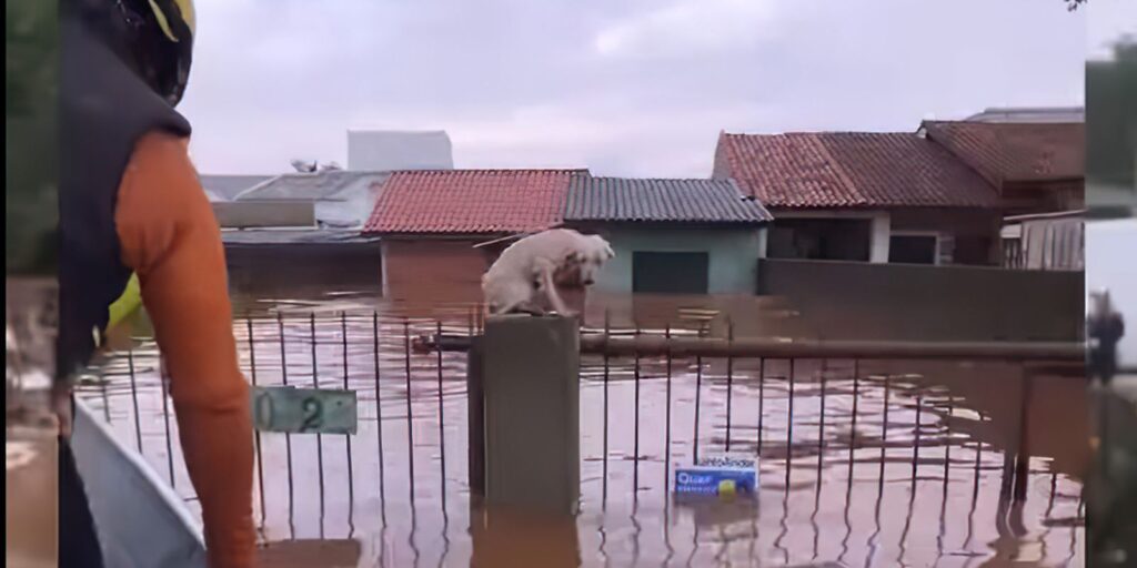 pelo-menos-3,5-mil-animais-ilhados-pela-chuva-foram-resgatados-no-rs