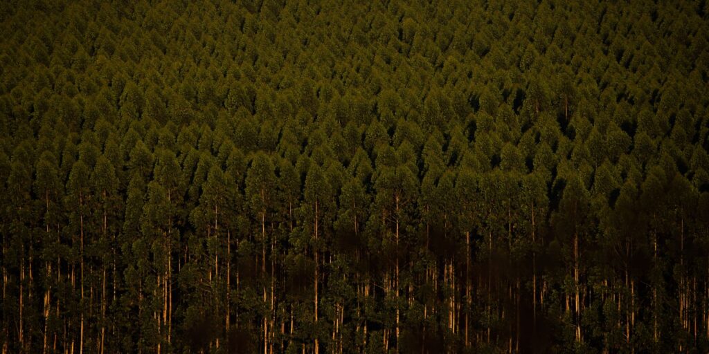 camara-retira-plantacao-de-eucalipto-da-lista-de-atividades-poluidoras