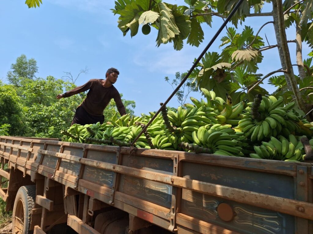 porto-velho-avanca-na-producao-de-banana,-macaxeira,-cafe-e-outras-culturas.