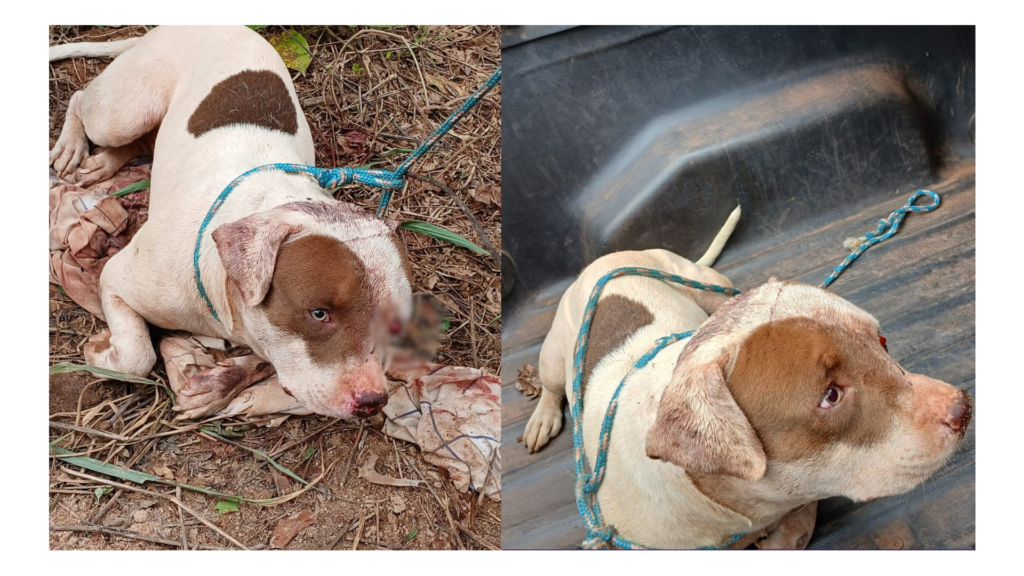 pitbull-resgatado-com-sinais-de-tortura-sofreu-traumatismo-craniano-em-rolim-de-moura,-ro