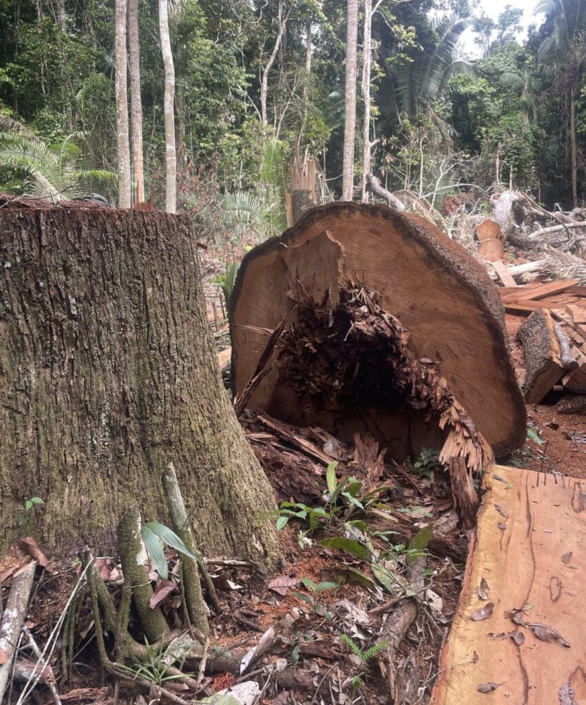 invasores-desmatam-area-equivalente-a-mais-de-1,1-mil-campos-de-futebol-na-terra-indigena-igarape-lage-em-ro