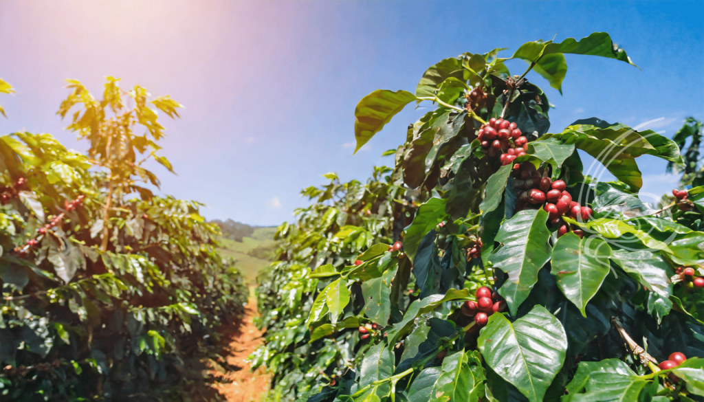 parana-pode-produzir-ate-750-mil-sacas-de-cafe-em-2024,-aponta-boletim