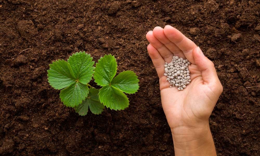 fertilizantes-especiais-apresentaram-crescimento-em-2023