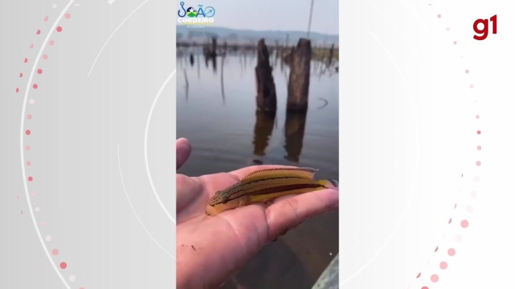 medo-ou-amizade?-especialista-esclarece-comportamento-inusitado-de-peixe-em-ro