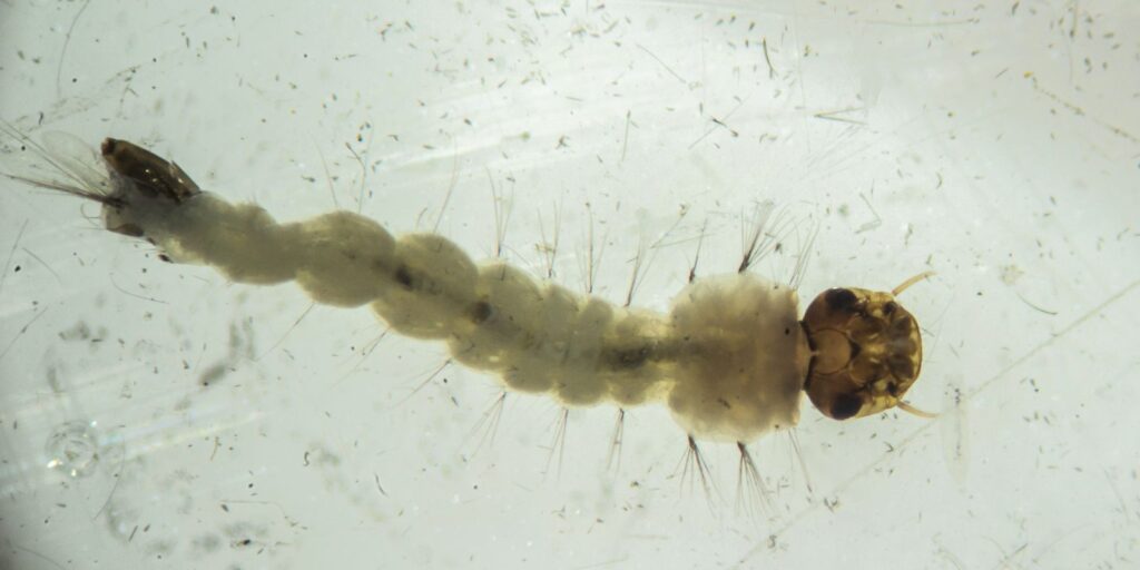 brasil-inaugura-maior-biofabrica-do-mundo-de-aedes-que-combate-doencas