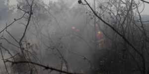 ue:-incendios-florestais-ja-queimaram-mais-de-1-milhao-de-hectares