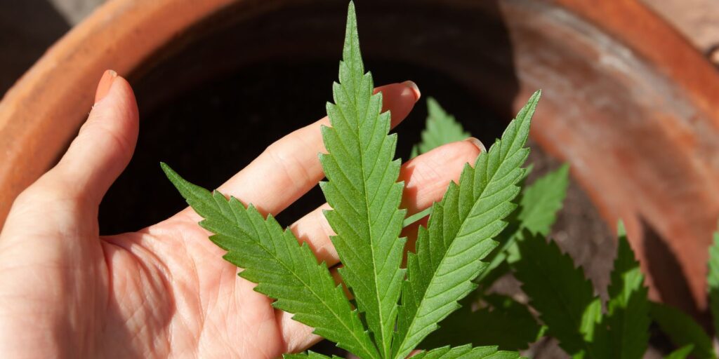 stj-adia-prazo-para-regulamentacao-do-plantio-de-cannabis-medicinal