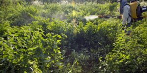 campanha-denuncia-agronegocio-por-contaminacoes-com-uso-de-agrotoxicos