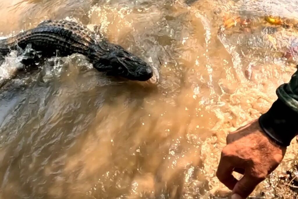pescador-quase-e-mordido-por-jacare-ao-tentar-salvar-amigo-de-ataque