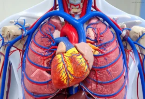 aprenda-a-identificar-sintomas-que-indicam-risco-cardiovascular-durante-o-banho.