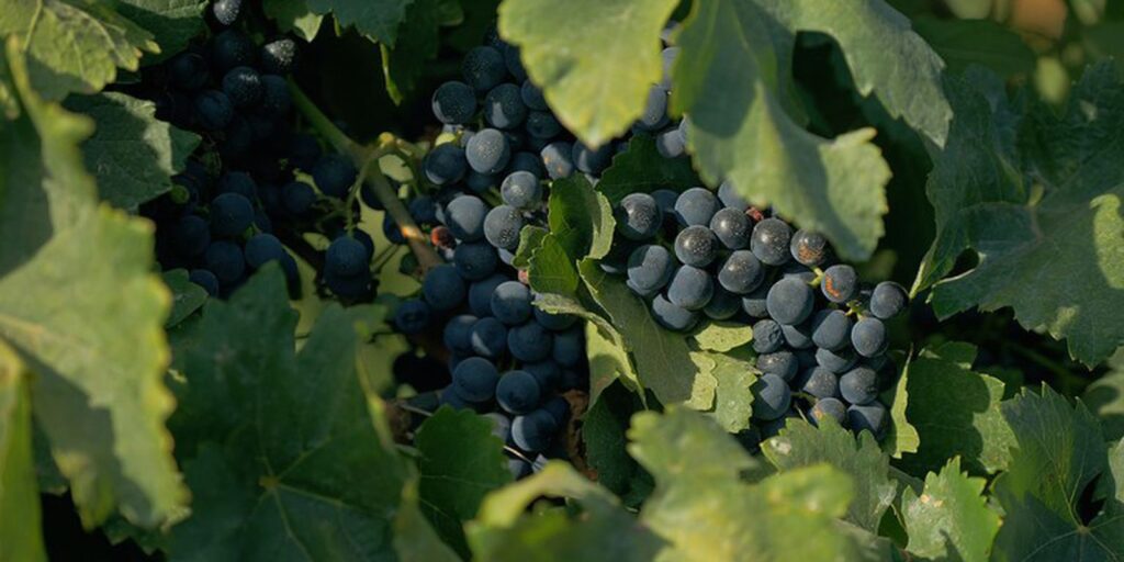 documentario-sobre-cultura-vinicola-no-pais-tem-exibicao-na-tv-brasil