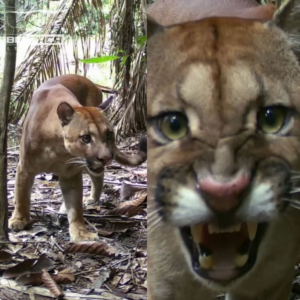 video:-pescador-instala-camera-a-caminho-da-pescaria-e-flagra-onca-farejando-rastro-deixado-por-ele-em-ro