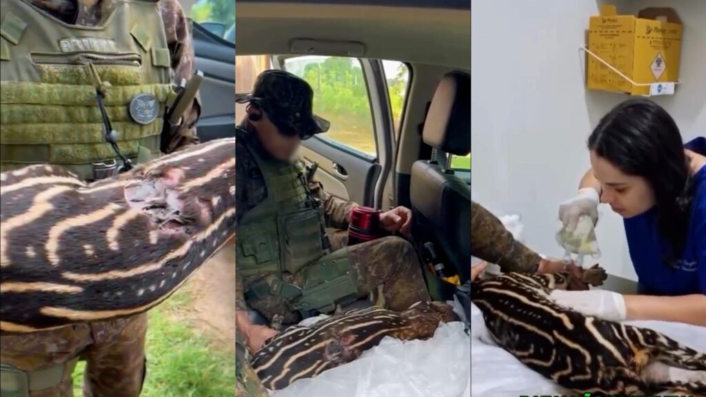 VÍDEO: Anta ferida é socorrida após ser encontrada em área rural de RO