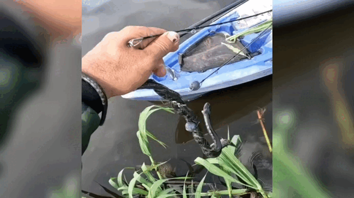 VÍDEO: Pescador fisga cobra ‘sem querer’ e quase é mordido durante pescaria em RO