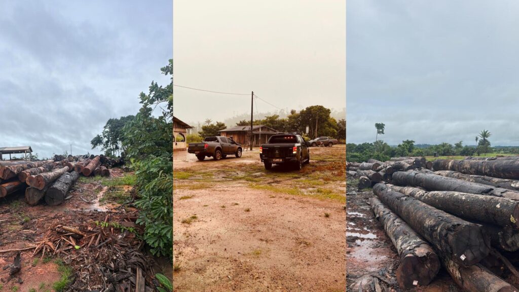 PF realiza operação contra esquema de madeira ilegal que causou prejuízo de R$ 41 milhões em terra indígena de RO