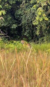 video:-policiais-flagram-onca-pintada-durante-patrulhamento-em-estacao-ecologica-de-ro