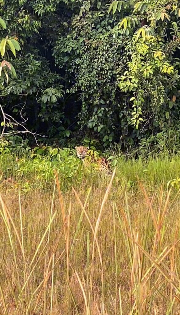 VÍDEO: Policiais flagram onça-pintada durante patrulhamento em estação ecológica de RO