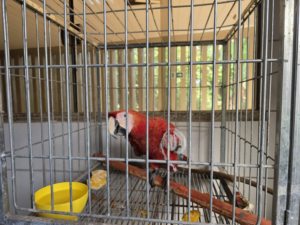 arara-vermelha-e-resgatada-ferida-na-br-364-em-ro