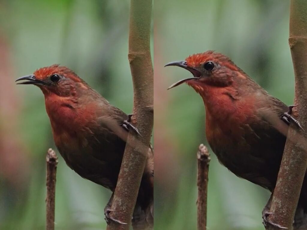 VÍDEO: fotógrafo registra em Rondônia canto de ave que só pode ser ouvido 15 dias por ano