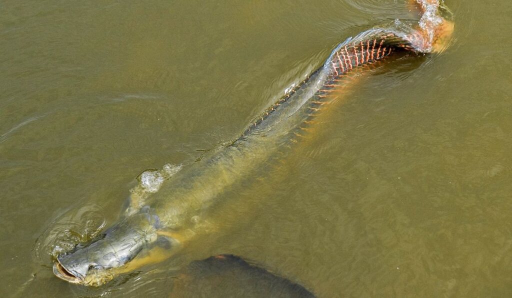 Pirarucu: entenda porque peixe nativo da Amazônia se tornou invasor dentro do próprio rio